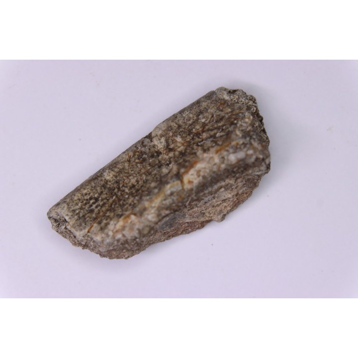 scute de dinosaure :  Sauropelta  edwardsorum  (Ankylosaurien) - Crétacé Inférieur - CLOVERLY Fmt,  Bighorn Co, Wyoming, USA