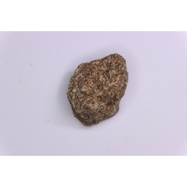scute de dinosaure :  Sauropelta  edwardsorum  (Ankylosaurien) - Crétacé Inférieur - CLOVERLY Fmt,  Bighorn Co, Wyoming, USA