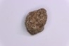 scute de dinosaure :  Sauropelta  edwardsorum  (Ankylosaurien) - Crétacé Inférieur - CLOVERLY Fmt,  Bighorn Co, Wyoming, USA