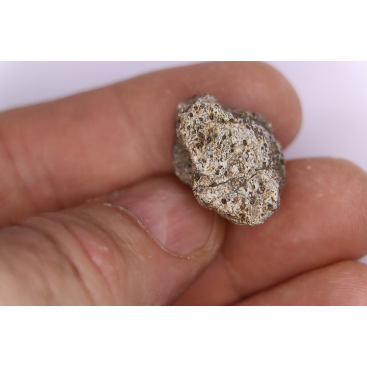 scute de dinosaure :  Sauropelta  edwardsorum  (Ankylosaurien) - Crétacé Inférieur - CLOVERLY Fmt,  Bighorn Co, Wyoming, USA