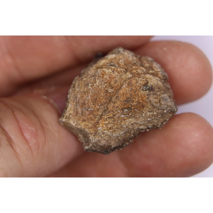 Dinosaur scute:  Sauropelta  edwardsorum (Akylosaurian) - Lower Cretaceous - CLOVERLY Fmt, Bighorn Co, Wyoming, USA