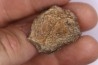 scute de dinosaure : Sauropelta edwardsorum (Ankylosaurien) - Crétacé Inférieur - CLOVERLY Fmt, Bighorn Co, Wyoming, USA