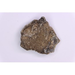 Dinosaur scute:  Sauropelta  edwardsorum (Akylosaurian) - Lower Cretaceous - CLOVERLY Fmt, Bighorn Co, Wyoming, USA
