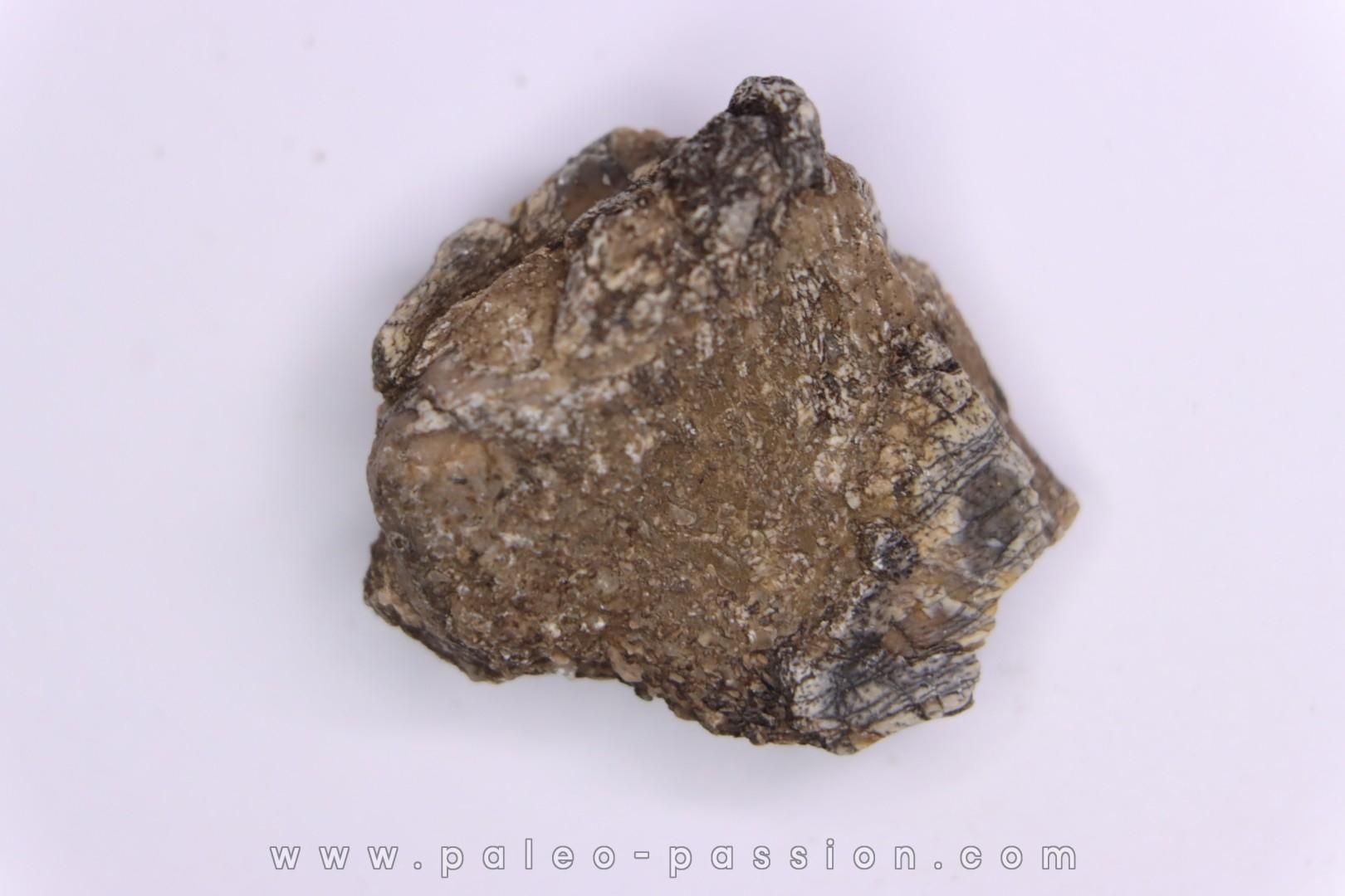 Dinosaur scute: Sauropelta edwardsorum (Akylosaurian) - Lower Cretaceous - CLOVERLY Fmt, Bighorn Co, Wyoming, USA
