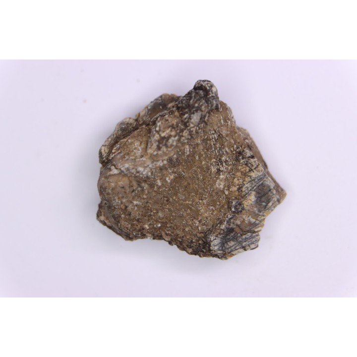 scute de dinosaure :  Sauropelta  edwardsorum  (Ankylosaurien) - Crétacé Inférieur - CLOVERLY Fmt,  Bighorn Co, Wyoming, USA