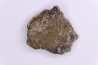 scute de dinosaure : Sauropelta edwardsorum (Ankylosaurien) - Crétacé Inférieur - CLOVERLY Fmt, Bighorn Co, Wyoming, USA