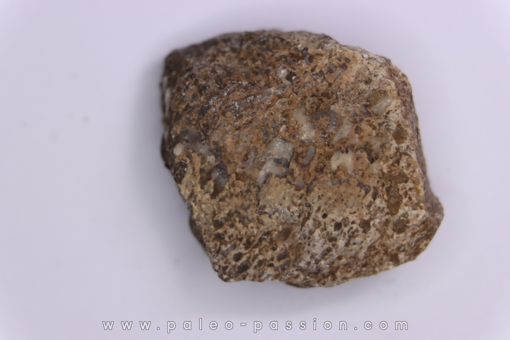 scute de dinosaure : Sauropelta edwardsorum (Ankylosaurien) - Crétacé Inférieur - CLOVERLY Fmt, Bighorn Co, Wyoming, USA