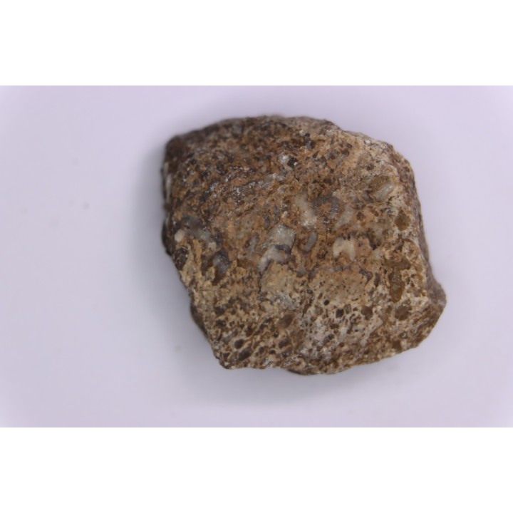 Dinosaur scute:  Sauropelta  edwardsorum (Akylosaurian) - Lower Cretaceous - CLOVERLY Fmt, Bighorn Co, Wyoming, USA