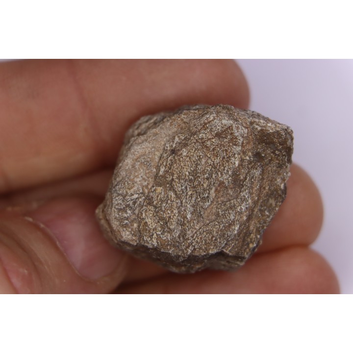 Dinosaur scute:  Sauropelta  edwardsorum (Akylosaurian) - Lower Cretaceous - CLOVERLY Fmt, Bighorn Co, Wyoming, USA