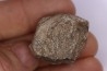 scute de dinosaure : Sauropelta edwardsorum (Ankylosaurien) - Crétacé Inférieur - CLOVERLY Fmt, Bighorn Co, Wyoming, USA