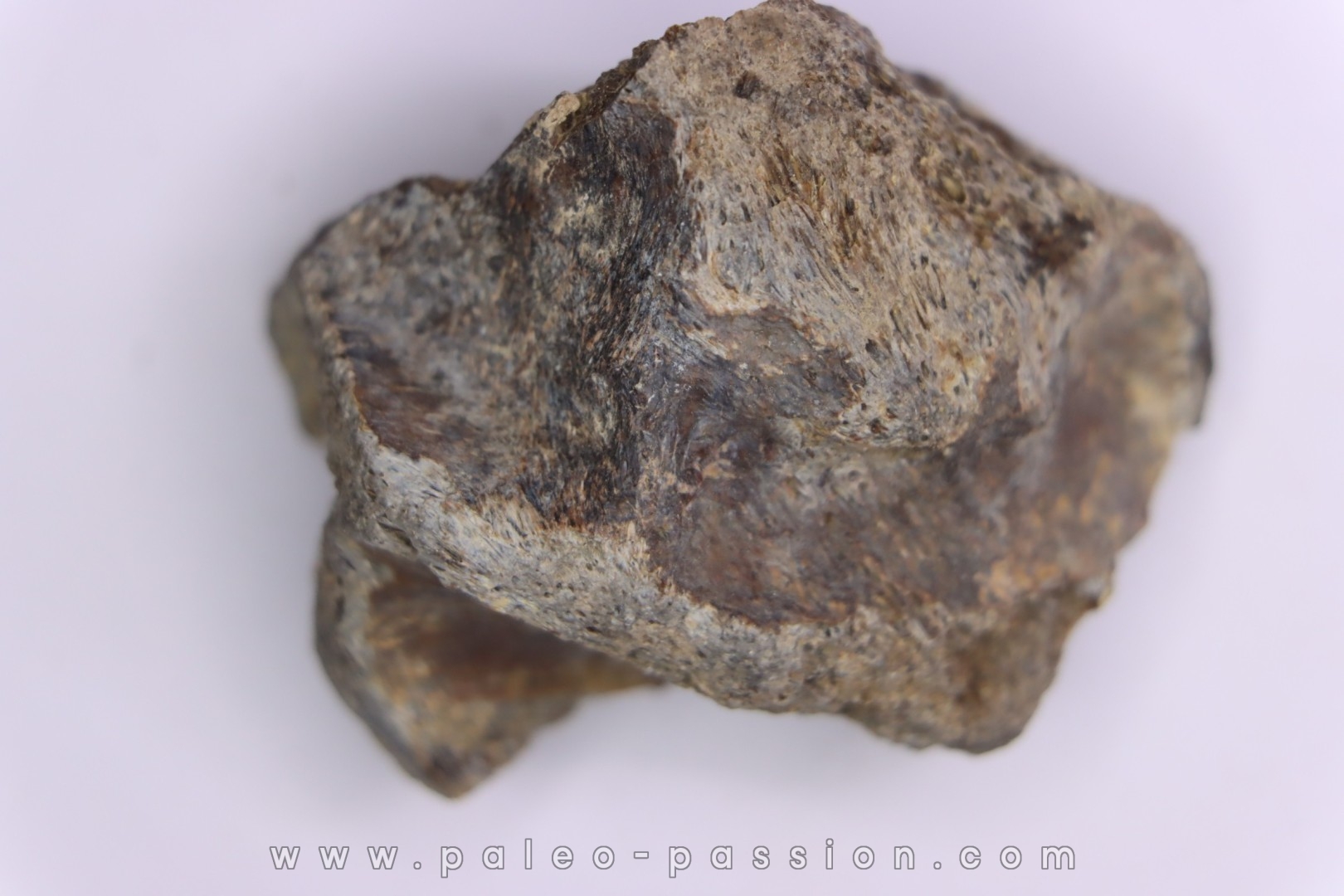 Dinosaur scute: Sauropelta edwardsorum (Akylosaurian) - Lower Cretaceous - CLOVERLY Fmt, Bighorn Co, Wyoming, USA