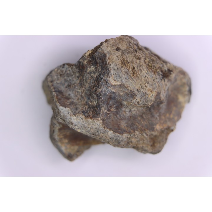 Dinosaur scute:  Sauropelta  edwardsorum (Akylosaurian) - Lower Cretaceous - CLOVERLY Fmt, Bighorn Co, Wyoming, USA
