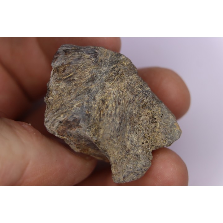 Dinosaur scute:  Sauropelta  edwardsorum (Akylosaurian) - Lower Cretaceous - CLOVERLY Fmt, Bighorn Co, Wyoming, USA