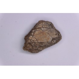 scute de dinosaure :  Sauropelta  edwardsorum  (Ankylosaurien) - Crétacé Inférieur - CLOVERLY Fmt,  Bighorn Co, Wyoming, USA