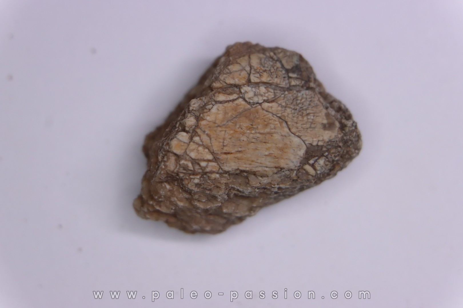 Dinosaur scute: Sauropelta edwardsorum (Akylosaurian) - Lower Cretaceous - CLOVERLY Fmt, Bighorn Co, Wyoming, USA