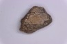 Dinosaur scute: Sauropelta edwardsorum (Akylosaurian) - Lower Cretaceous - CLOVERLY Fmt, Bighorn Co, Wyoming, USA