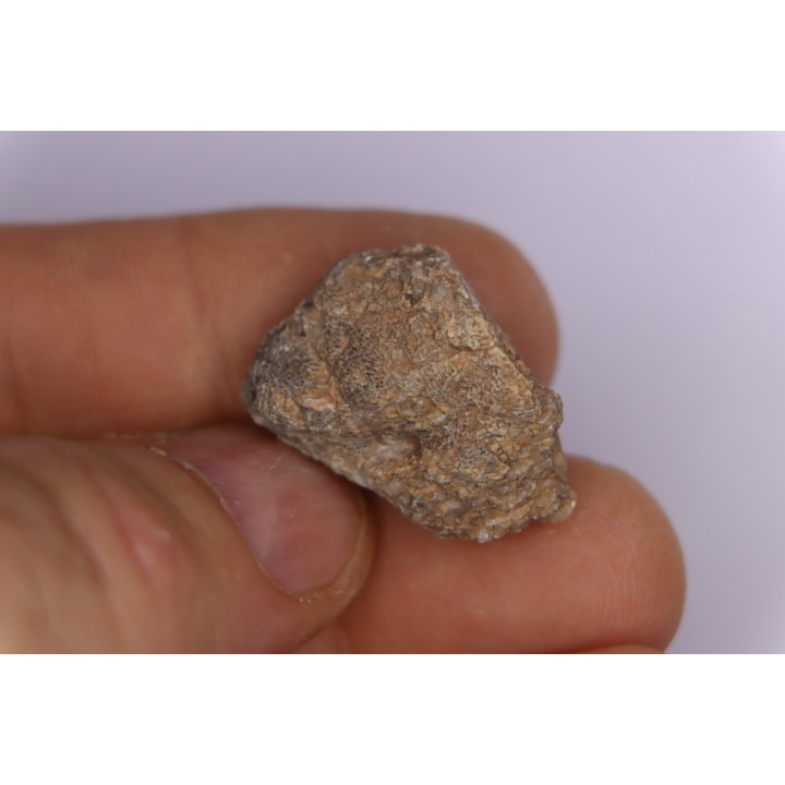 Dinosaur scute:  Sauropelta  edwardsorum (Akylosaurian) - Lower Cretaceous - CLOVERLY Fmt, Bighorn Co, Wyoming, USA