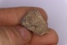 Dinosaur scute: Sauropelta edwardsorum (Akylosaurian) - Lower Cretaceous - CLOVERLY Fmt, Bighorn Co, Wyoming, USA