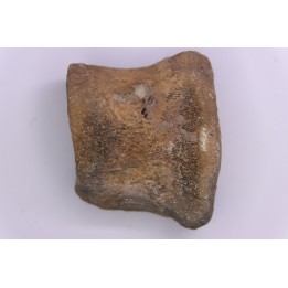 vertebre de dinosaure : Sauropelta  edwardsorum  (Ankylosaurien) - Crétacé Inférieur - CLOVERLY Fmt,  Bighorn Co, Wyoming, USA