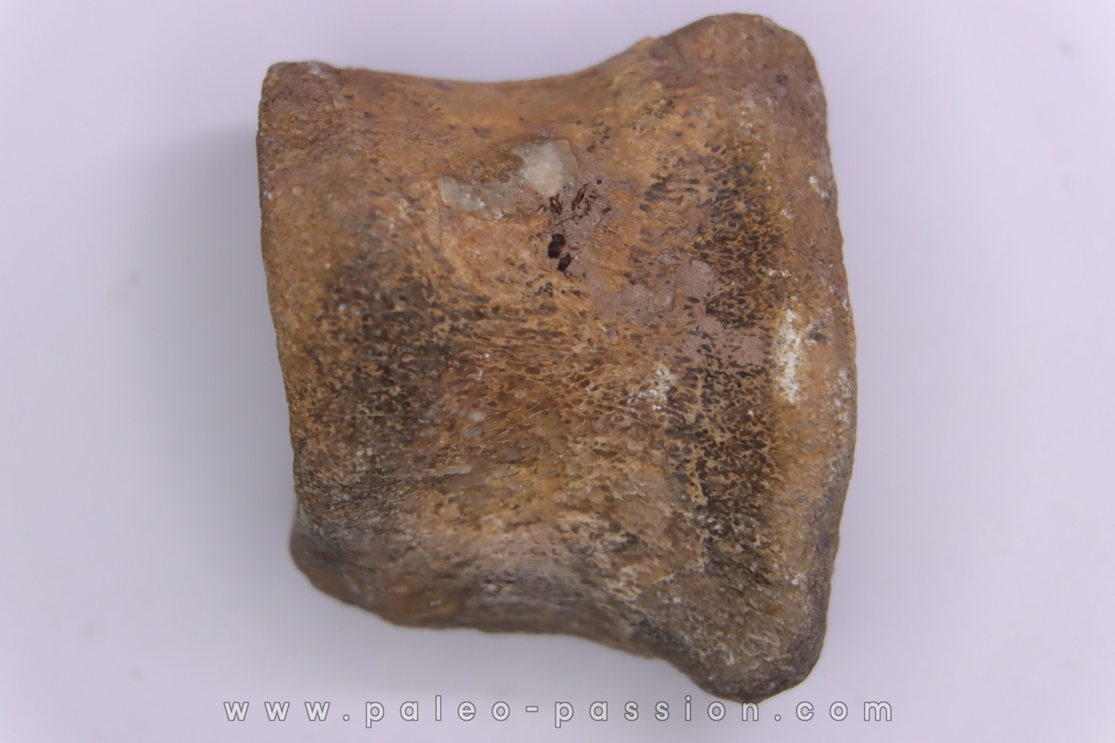 Dinosaur vertebra: Sauropelta edwardsorum (Akylosaurian) - Lower Cretaceous - CLOVERLY Fmt, Bighorn Co, Wyoming, USA