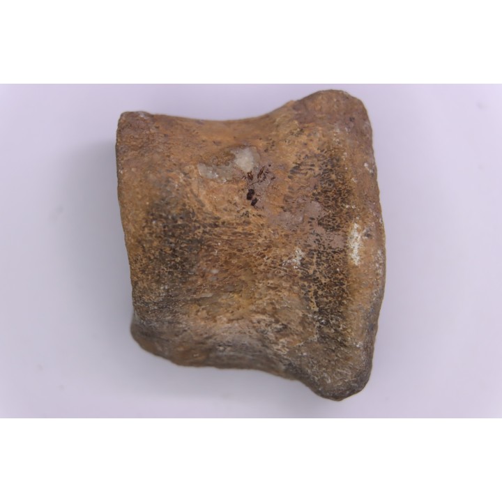 vertebre de dinosaure : Sauropelta  edwardsorum  (Ankylosaurien) - Crétacé Inférieur - CLOVERLY Fmt,  Bighorn Co, Wyoming, USA