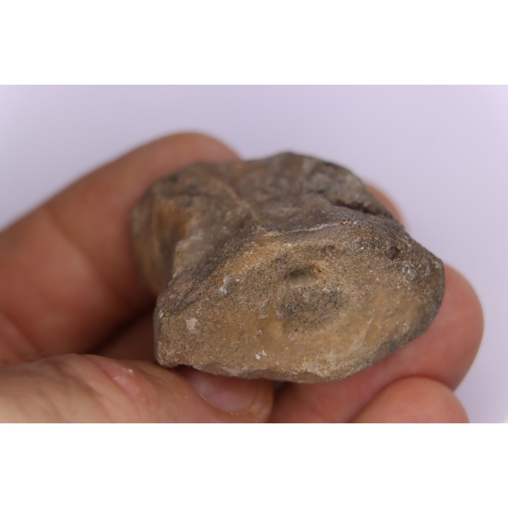 vertebre de dinosaure : Sauropelta  edwardsorum  (Ankylosaurien) - Crétacé Inférieur - CLOVERLY Fmt,  Bighorn Co, Wyoming, USA