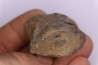 vertebre de dinosaure : Sauropelta  edwardsorum  (Ankylosaurien) - Crétacé Inférieur - CLOVERLY Fmt,  Bighorn Co, Wyoming, USA
