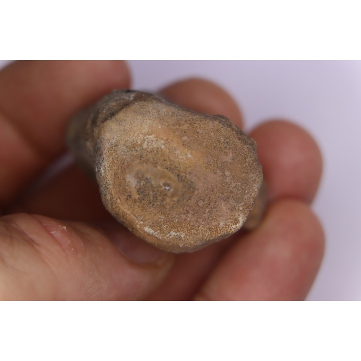 Dinosaur vertebra:  Sauropelta  edwardsorum (Akylosaurian) - Lower Cretaceous - CLOVERLY Fmt, Bighorn Co, Wyoming, USA