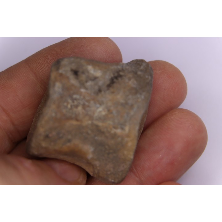 vertebre de dinosaure : Sauropelta  edwardsorum  (Ankylosaurien) - Crétacé Inférieur - CLOVERLY Fmt,  Bighorn Co, Wyoming, USA