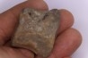 vertebre de dinosaure : Sauropelta  edwardsorum  (Ankylosaurien) - Crétacé Inférieur - CLOVERLY Fmt,  Bighorn Co, Wyoming, USA