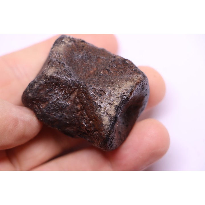 vertebra dinosaur hadrosaure : edmontosaure