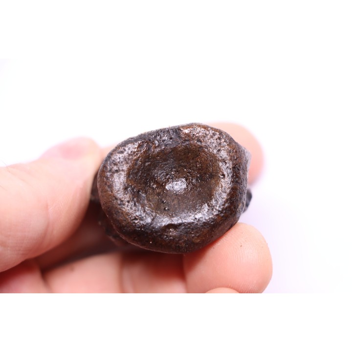 vertebra dinosaur hadrosaure : edmontosaure
