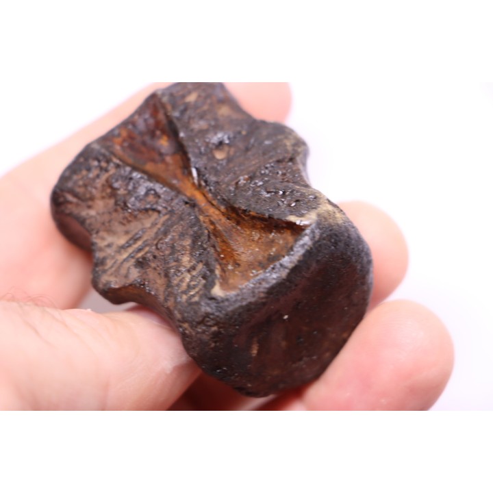 vertebra dinosaur hadrosaure : edmontosaure