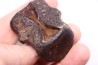 vertebra dinosaur hadrosaure : edmontosaure