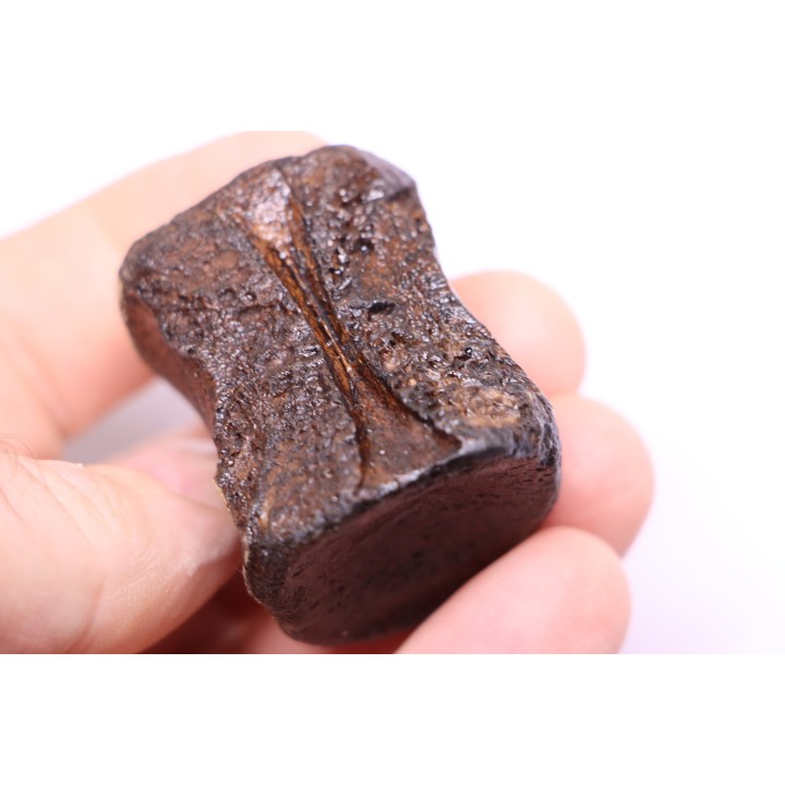 vertebra dinosaur hadrosaure : edmontosaure