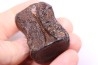 vertebra dinosaur hadrosaure : edmontosaure