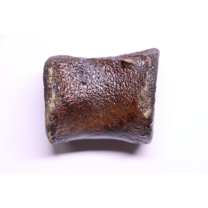 vertebra dinosaur hadrosaure : edmontosaure