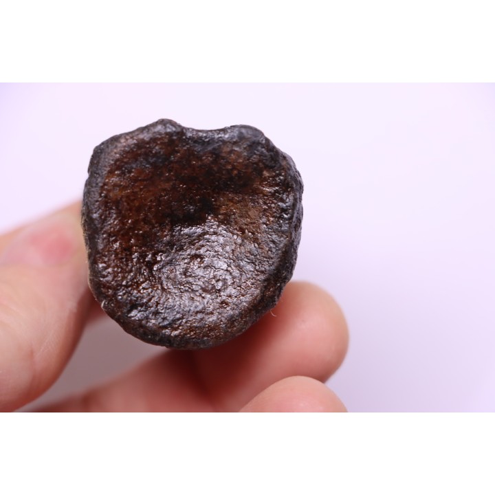 vertebra dinosaur hadrosaure : edmontosaure