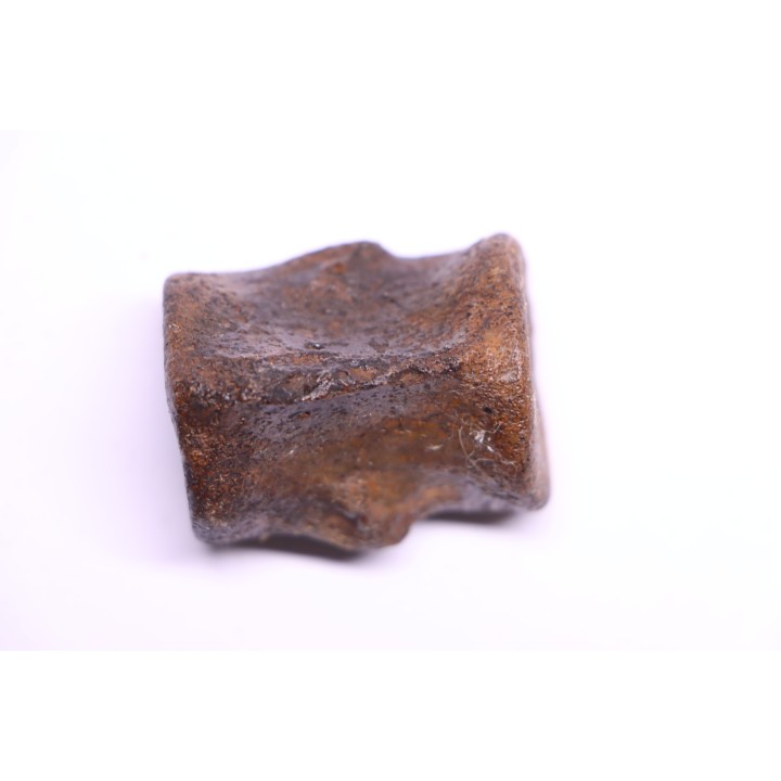 vertebra dinosaur hadrosaure : edmontosaure
