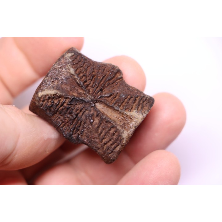 vertebra dinosaur hadrosaure : edmontosaure