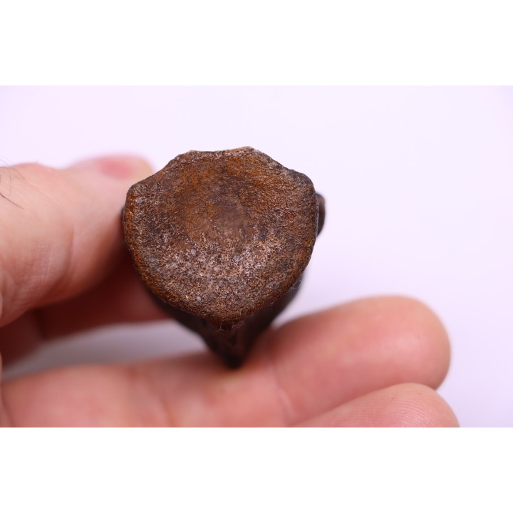 vertebra dinosaur hadrosaure : edmontosaure