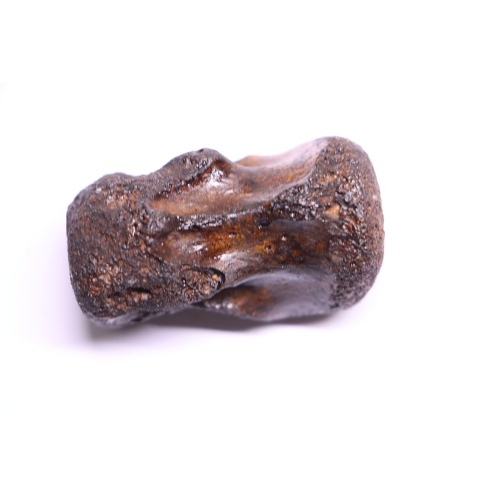 vertebra dinosaur hadrosaure : edmontosaure