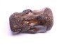 vertebra dinosaur hadrosaure : edmontosaure