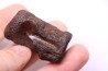 vertebra dinosaur hadrosaure : edmontosaure