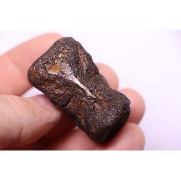 vertèbre de dinosaure HADROSAURE  edmontosaurus - Hell Creek  Fmt - crétacé supérieur - Montana - USA