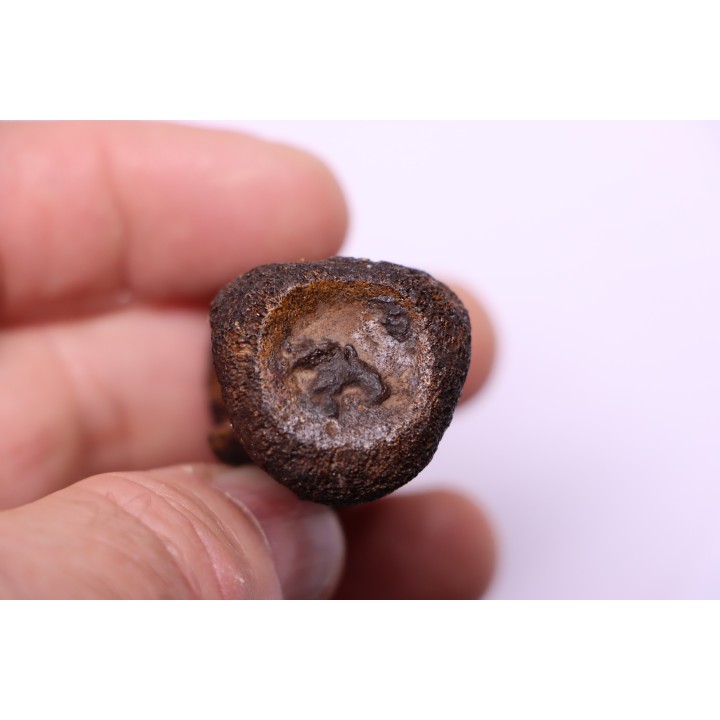 vertebra dinosaur hadrosaure : edmontosaure
