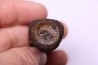 vertebra dinosaur hadrosaure : edmontosaure