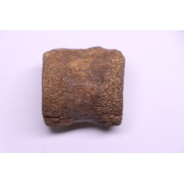 vertèbre de dinosaure HADROSAURE  edmontosaurus - Hell Creek  Fmt - crétacé supérieur - Montana - USA