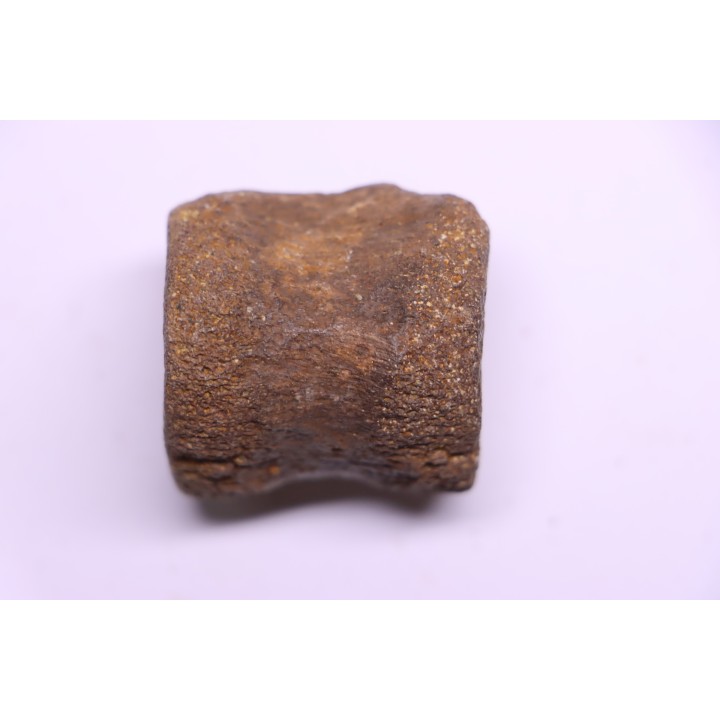 vertebra dinosaur hadrosaure : edmontosaure
