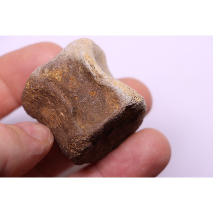 vertèbre de dinosaure HADROSAURE  edmontosaurus - Hell Creek  Fmt - crétacé supérieur - Montana - USA